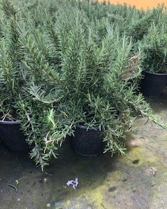 ROSMARINO REPENS
