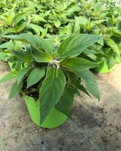SALVIA ANANAS