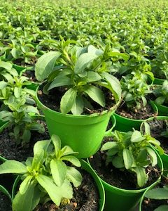 STEVIA REBAUDIANA