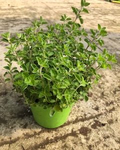 ORIGANO VULGARIS