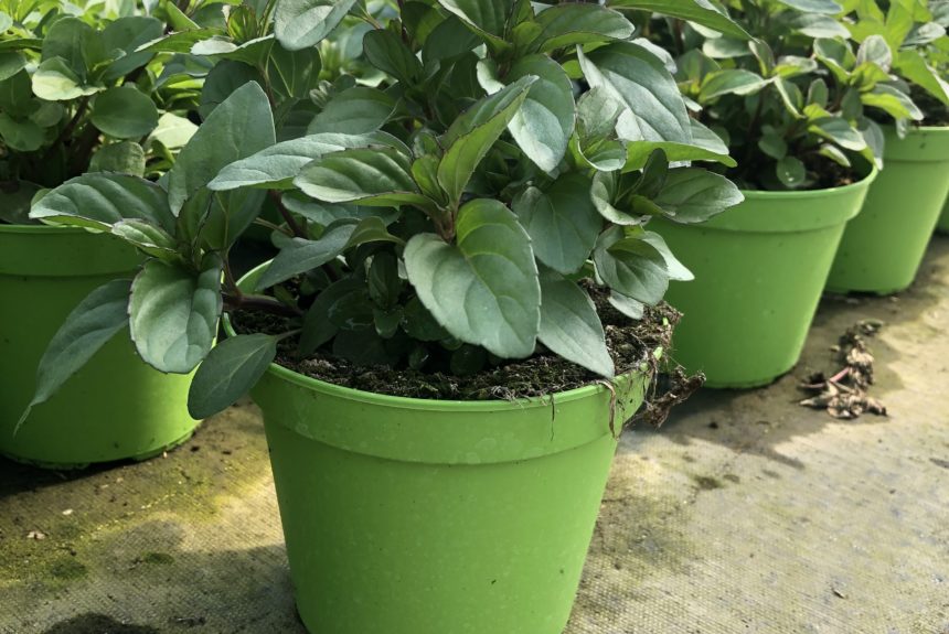 MENTA BERGAMOTTO