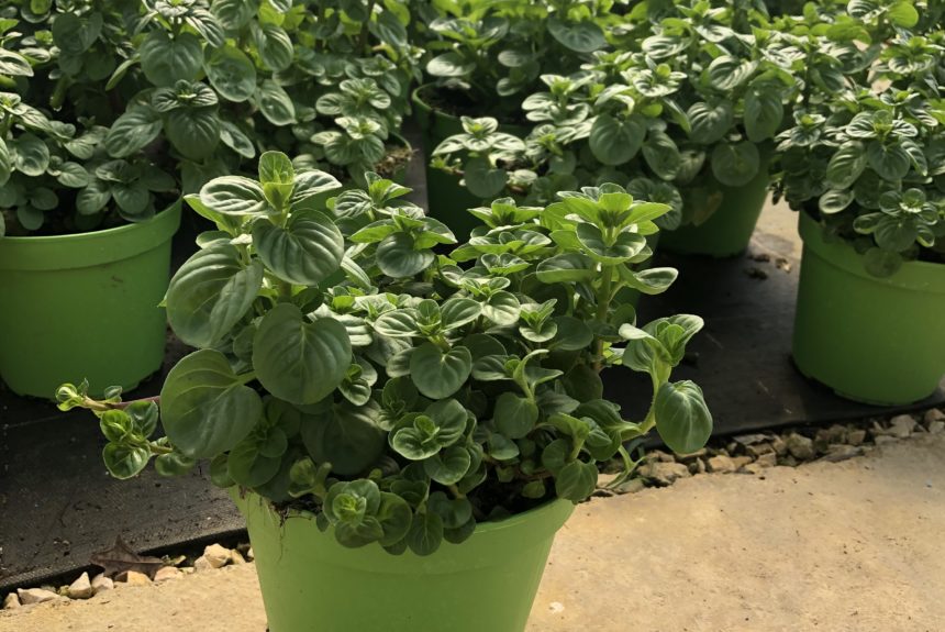 MENTA GLACIALE