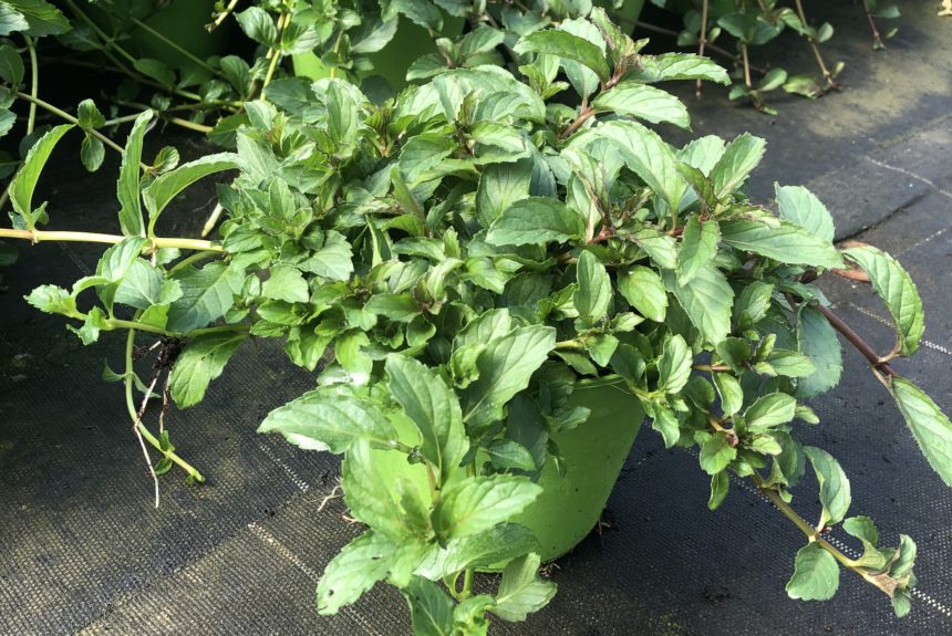 MENTA PIPERITA
